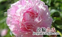 芍药花怎么养殖方法 芍药花怎么养殖方法图片