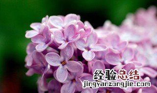 丁香花盆栽的养殖方法 丁香花盆栽的养殖方法和注意事项视频