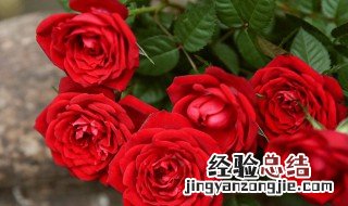盆栽小玫瑰花养殖方法 盆栽小玫瑰花养殖方法大全