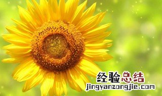 向日葵花语四下皆是你 向日葵花语四下皆是你入目无他人句子图片