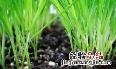 韭菜怎么种植方法如下 韭菜怎么种植技术