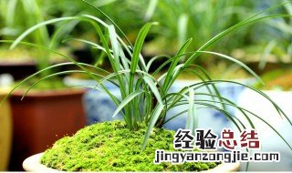 水苔种兰花浇水方法图片 水苔种兰花浇水方法