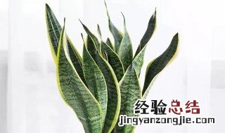 虎皮兰浇水的正确方法 虎皮兰浇水的正确方法视频