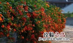 凌霄花花期施什么肥 凌霄花一年当中怎样施肥