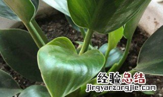 绿公主大叶金钻的养殖方法和注意事项