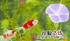 鱼缸水草种植方法 鱼缸水草种植方法及图解