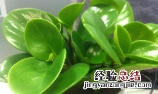 吸烟王植物的养殖方法 吸烟王植物的养殖方法图片