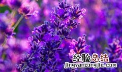 花草种植方法 花草种植方法和步骤