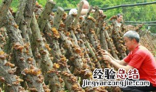 黑木种植技术 黑木儿种植方法
