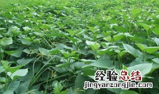 红薯家庭水种植方法 红薯水养殖方法