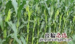 玉米的种植方法与时间 玉米的种植方法与时间种玉米要用肥吗?