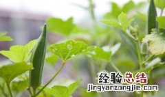 秋葵怎么种植方法如下 秋葵怎么种植方法如下