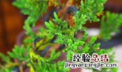 珍珠柏盆景浇水方法 珍珠柏是吉树还是凶树