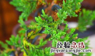 珍珠柏盆景浇水方法 珍珠柏是吉树还是凶树