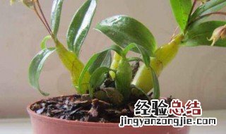 石斛怎么种植方法 石斛怎样种植方法