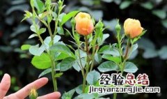 月季怎么种植方法 月季怎么种植方法 插枝