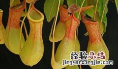 猪笼草种植方法 猪笼草种植方法图片