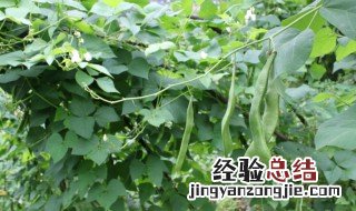 芸豆种植时间和方法青岛地区 芸豆种植时间和方法