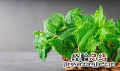 薄荷怎么种植方法和注意事项 薄荷怎么种植方法