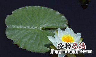 家庭睡莲的种植方法视频 家庭睡莲的种植方法