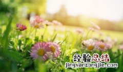 格桑花种植方法全过程 格桑花种植方法