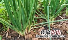 小香葱种子的种植方法和时间 小香葱种子的种植方法