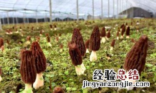 羊肚菌怎么种植方法和技术 羊肚菌怎么种植方法