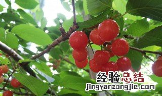 樱桃怎么种植方法 樱桃怎么种植方法大全