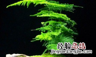 球叶文竹养护方法 球叶文竹养护方法有哪些