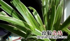 吊兰叶子发软下垂无力怎么办 吊兰叶子发软下垂怎么补救