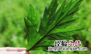 为什么有的艾草不苦有的苦那个好 为什么有的艾草不苦有的苦