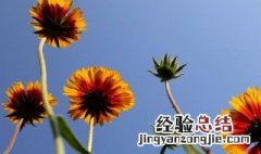 什么花代表希望与未来图片 什么花代表希望与未来