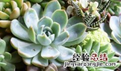 无毒多肉植物品种介绍 无毒多肉植物品种