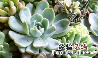 无毒多肉植物品种介绍 无毒多肉植物品种