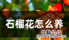 石榴花怎么养殖方法和注意事项 石榴花怎么养殖方法