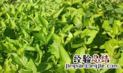 桔梗苗种植方法 桔梗苗种植方法图片