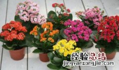 金狐狸长寿花种植方法 长寿花种植方法