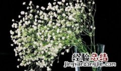 满天星需要花瓶吗 满天星需要醒花吗