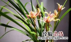 兰花一年开几次花?每年几月开花几次 兰花一年开几次花?每年几月开花?