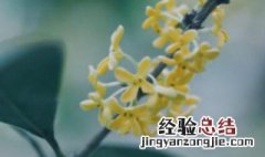 阜阳适合养什么花 养花最好养什么花