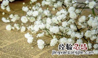 满天星播种后多久开花结果 满天星播种后多久开花
