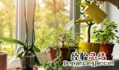 芒纯子是什么植物? 芒纯子是草还药