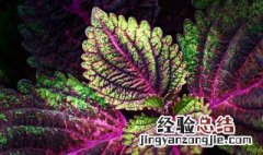 彩叶草的盆栽养护方法 彩叶草的盆栽养护方法图片