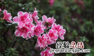 杜鹃花的颜色和外形特征 杜鹃花的颜色和形状