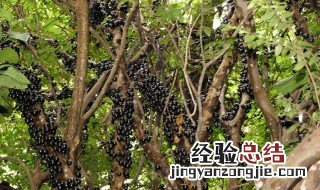 嘉宝果怎么修剪 嘉宝果怎么剪枝才结果