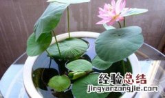 无土碗莲的种植方法水培 无土水培碗莲能开花吗