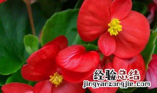 四季海棠什么季节开 四季海棠几月开花