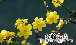 玉兰花盆栽怎么养 玉兰花的盆栽养护方法