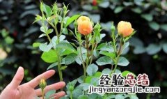 月季花多久施肥一次啊 月季花多久施肥一次