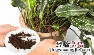 咖啡豆渣子可以种花吗 咖啡豆渣能用来养花吗